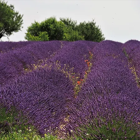 Appartamento Heure Bleue Manosque